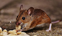 24 Hour & Emergency Exterminators in North Carmen, NM